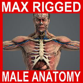 3DS MAX RIGGED Complete Male Anatomy PACK